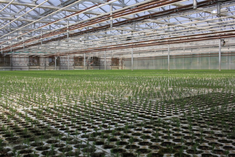 pineland greenhouse filled with seedlings