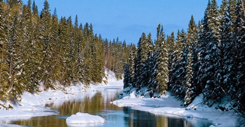 creek in forest